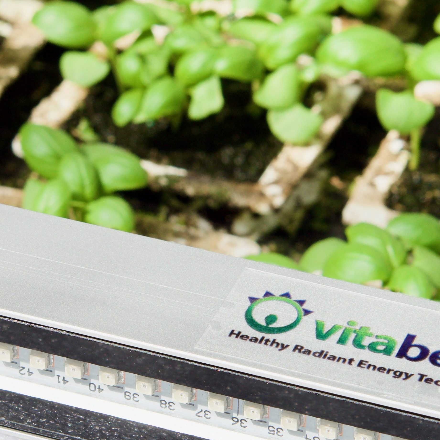 Protected Cultivation - Microgreens