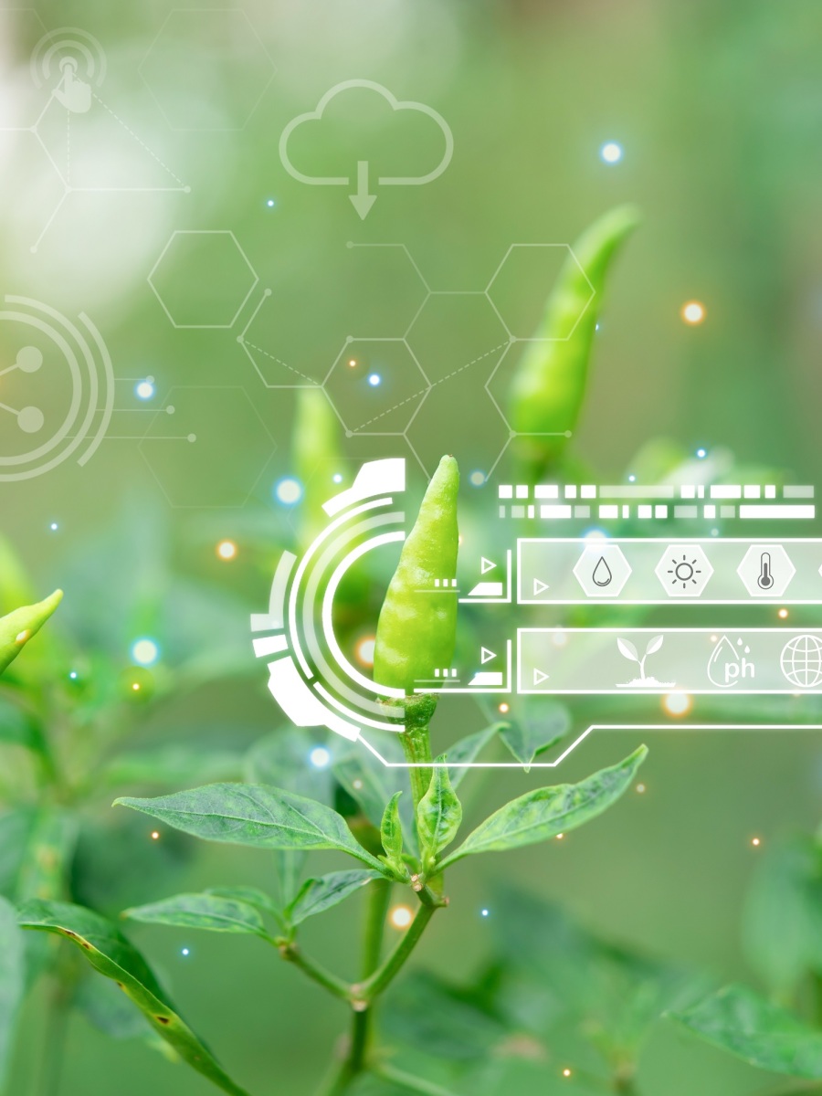 ICL and Agrematch to Develop Novel Crop Nutrition Solutions via AI