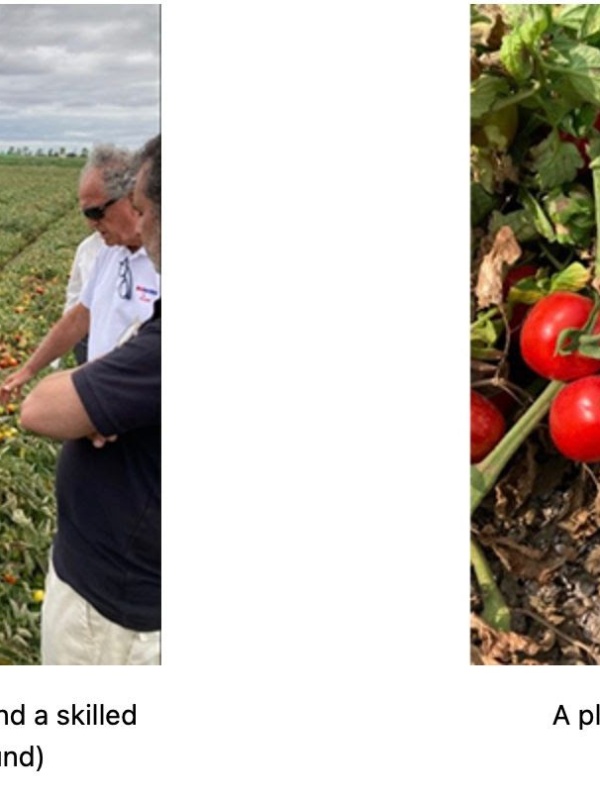 Kagome, NEC and DXAS introduce agricultural ICT platform “CropScope” to tomato field in northern Italy, saving water and increasing yield