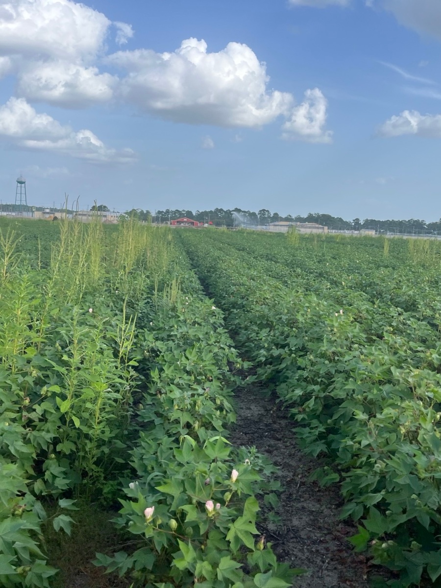 Ag-tech Start-Up WeedOUT Raises USD8.1 Million to Fight Weed Resistance